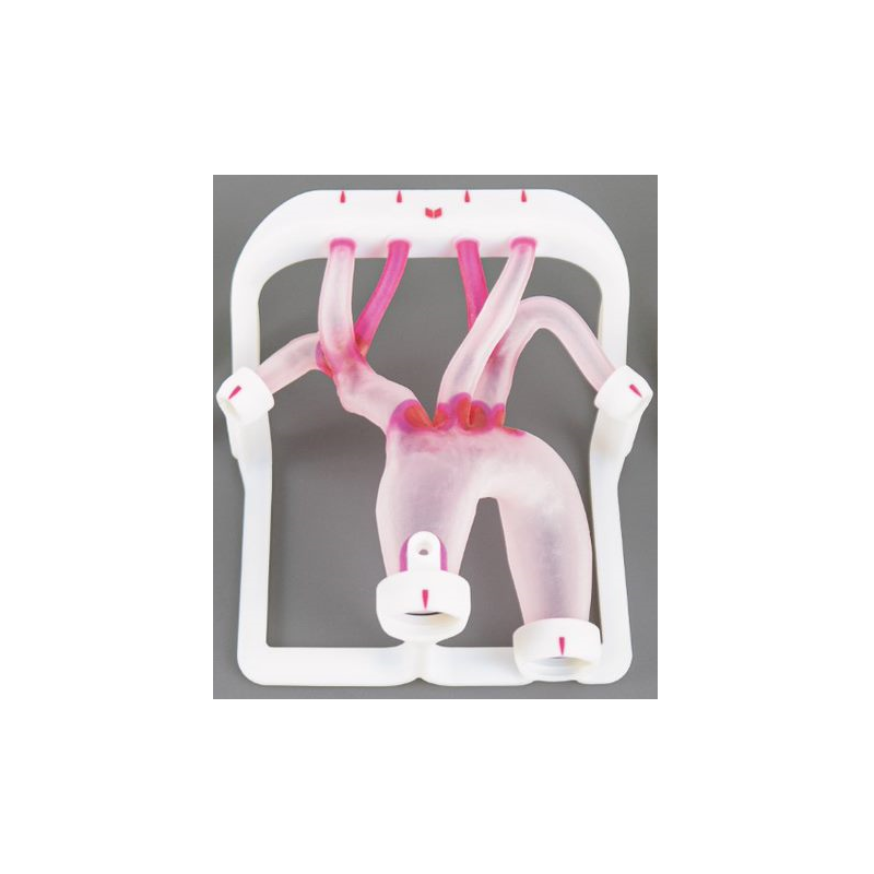 EVIAS Plus - Type II Aortic Arch chez Cornerstreet bien 